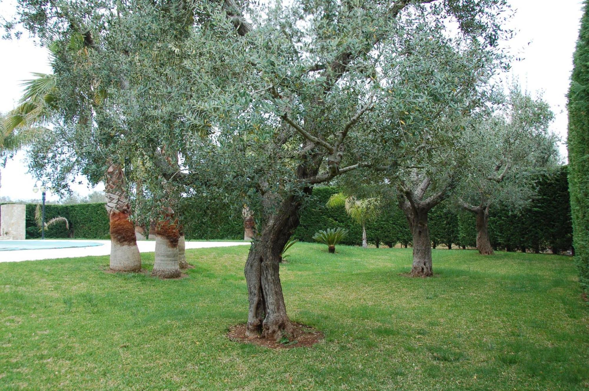 B&B Villa Vittoria Maglie Exteriör bild